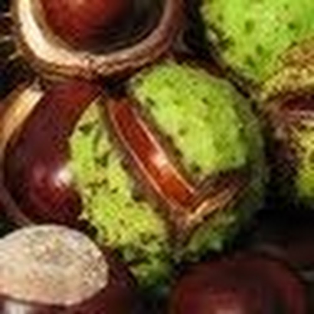 Meet your Posher, Maya